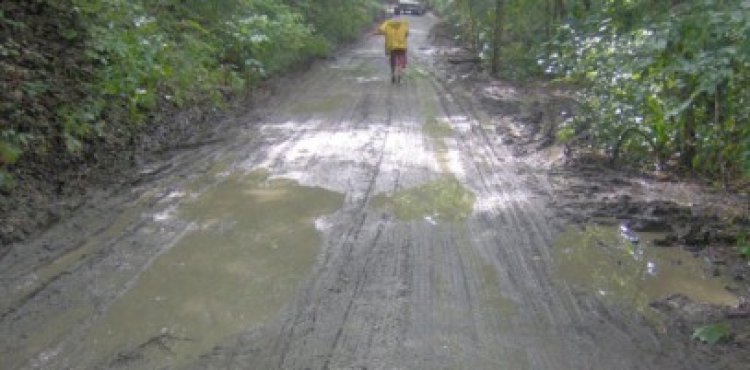 Nouă teledetecţie pentru depistarea tăierilor ilegale de arbori